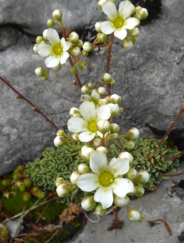 Saxifraga paniculata - Saxifragaceae